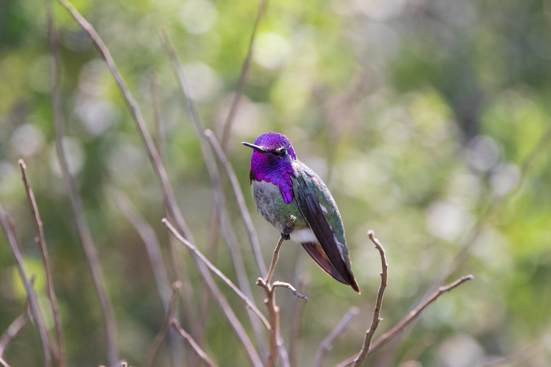 Annas kolibri x Costas kolibri (hybrid) - eBird