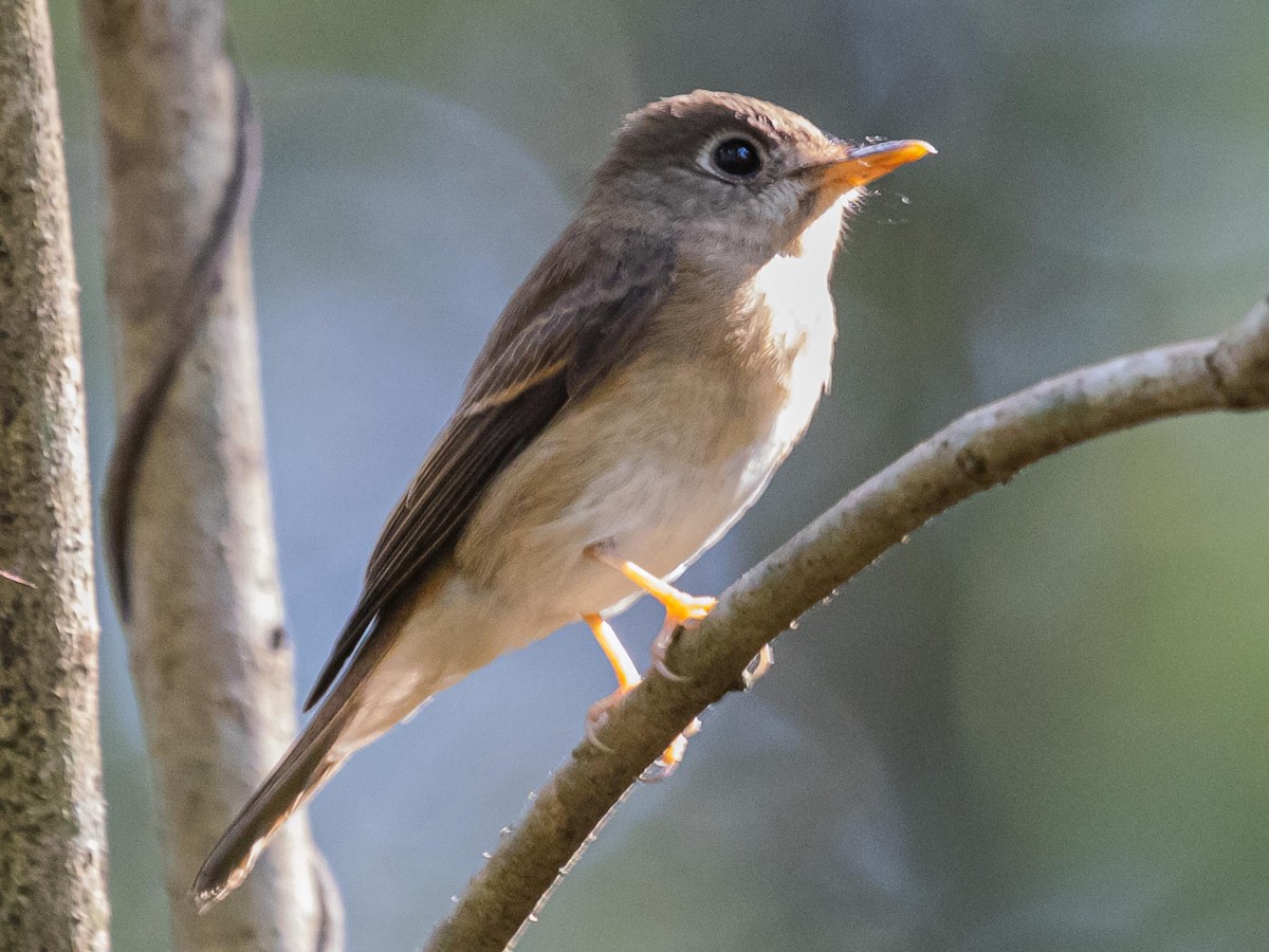 Brown-breasted Flycatcher - ML312587711