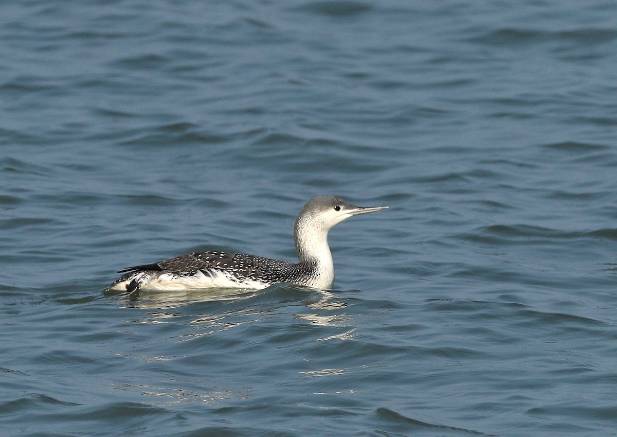 Red-throated Loon - ML312588431