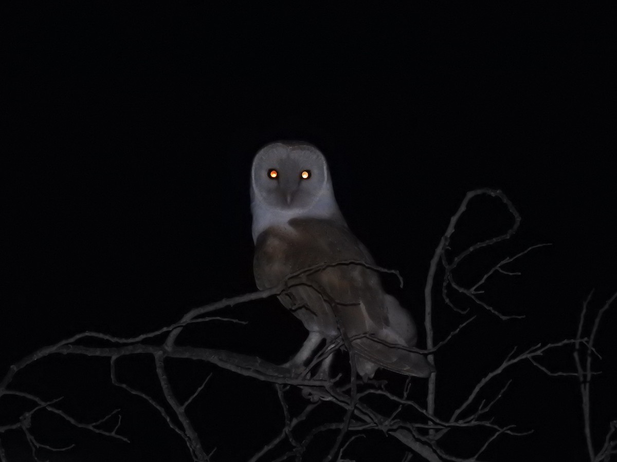 Barn Owl (Eurasian) - ML312589651