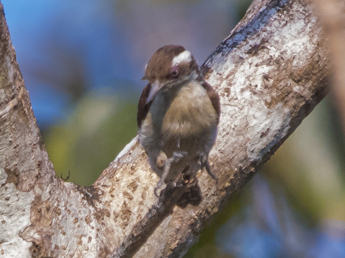 Brown-capped Pygmy Woodpecker - ML312593161