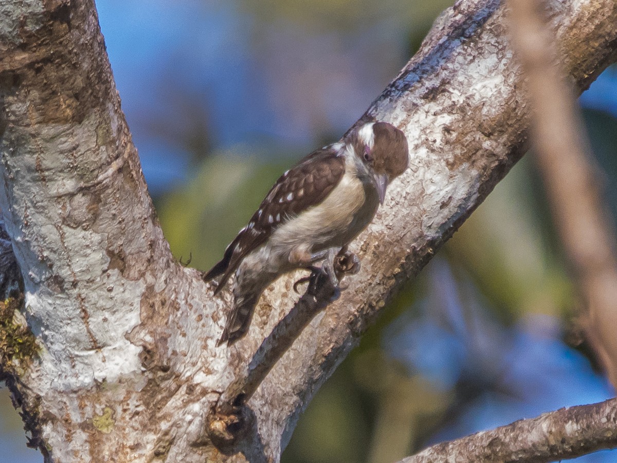 Brown-capped Pygmy Woodpecker - ML312593171
