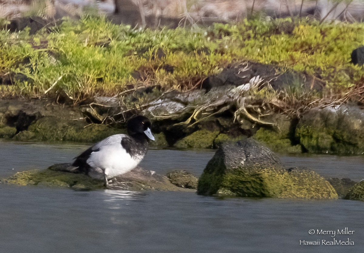 Greater Scaup - ML312593401