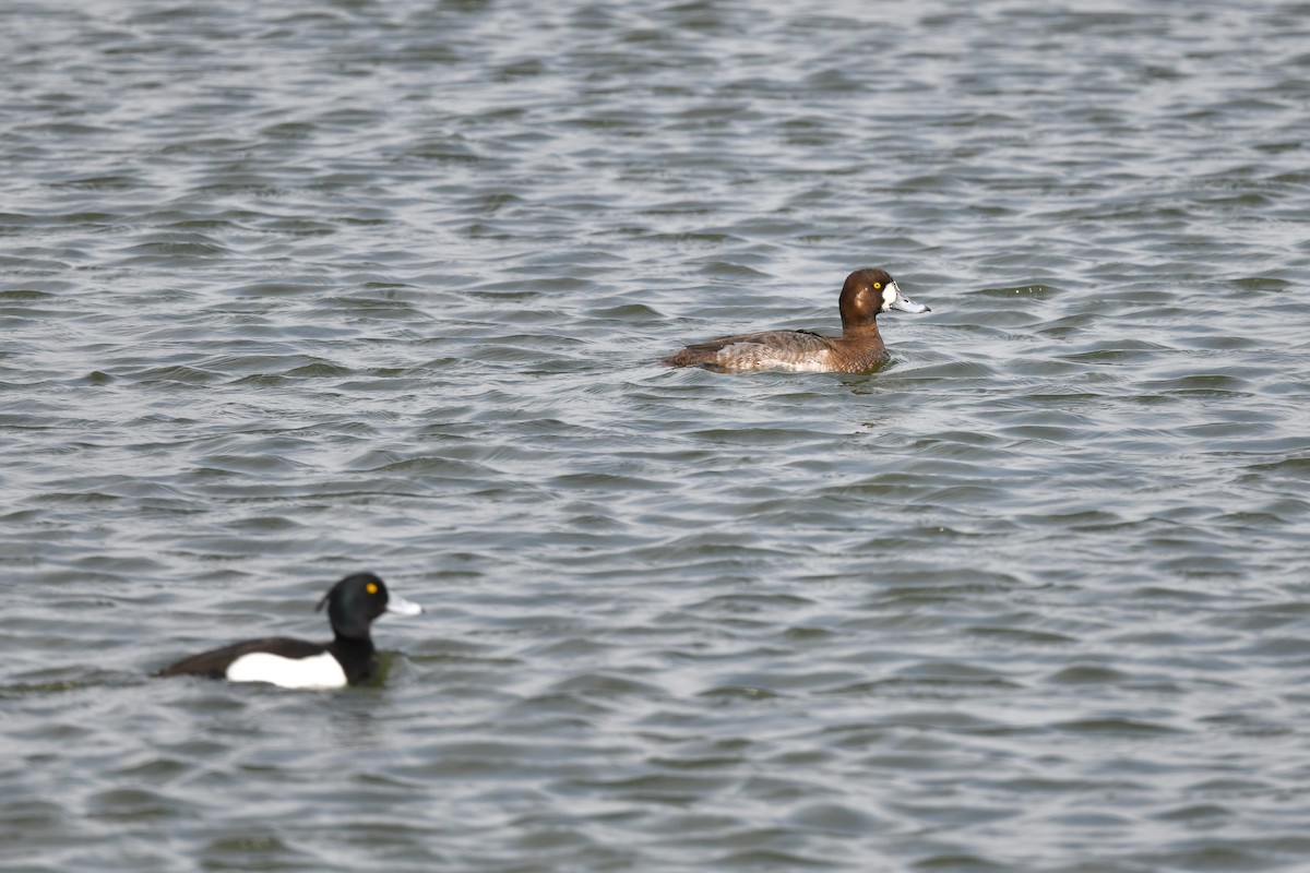 Greater Scaup - ML312593731
