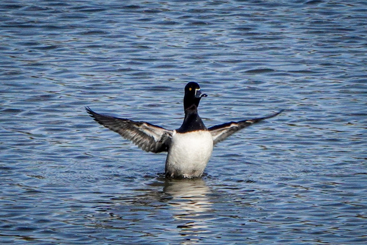 Ring-necked Duck - ML312600771