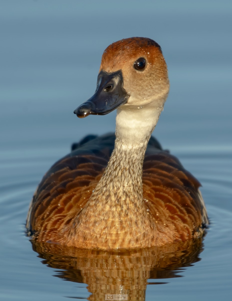West Indian Whistling-Duck - ML312601861