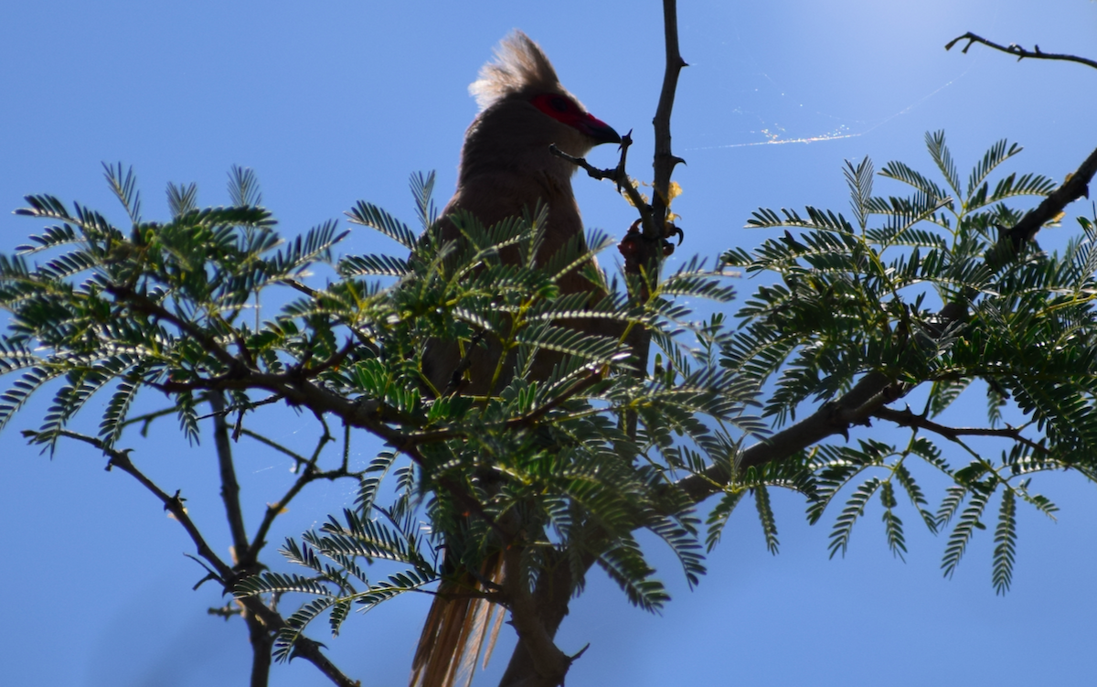 Red-faced Mousebird - Jacob Henry