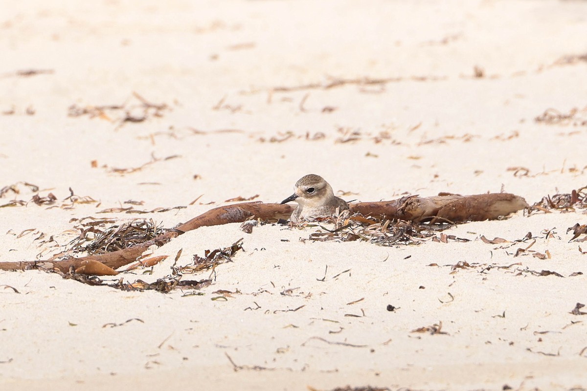 Double-banded Plover - ML312605191