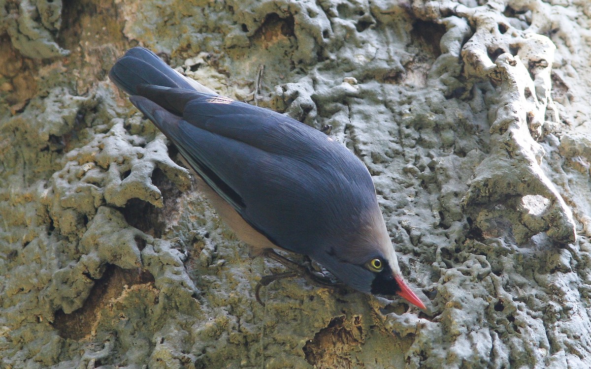 Velvet-fronted Nuthatch - Uku Paal
