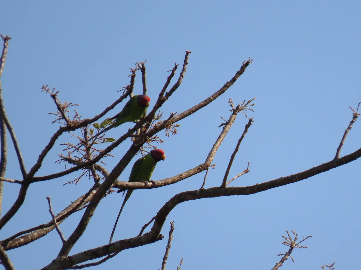 Plum-headed Parakeet - Rujuta Vinod