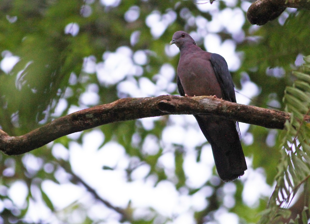 Sri Lanka Wood-Pigeon - Andrew Spencer