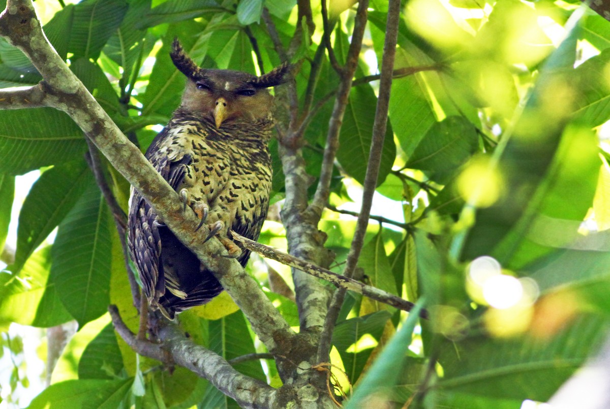 Spot-bellied Eagle-Owl - Andrew Spencer
