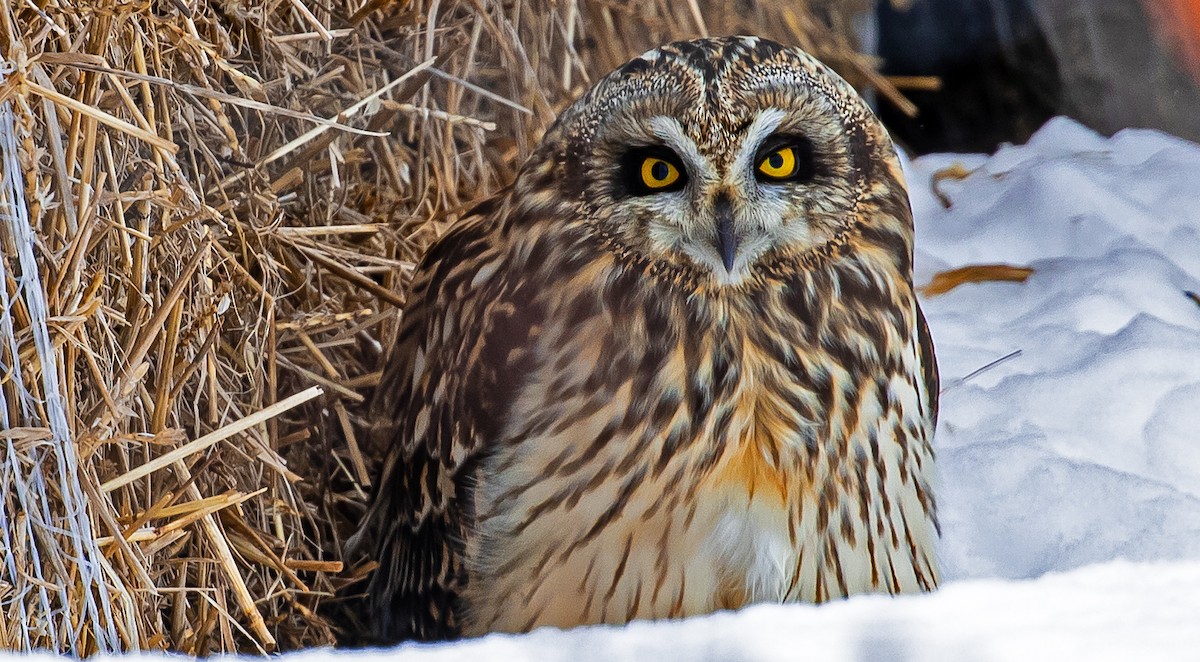 Short-eared Owl - ML312616501