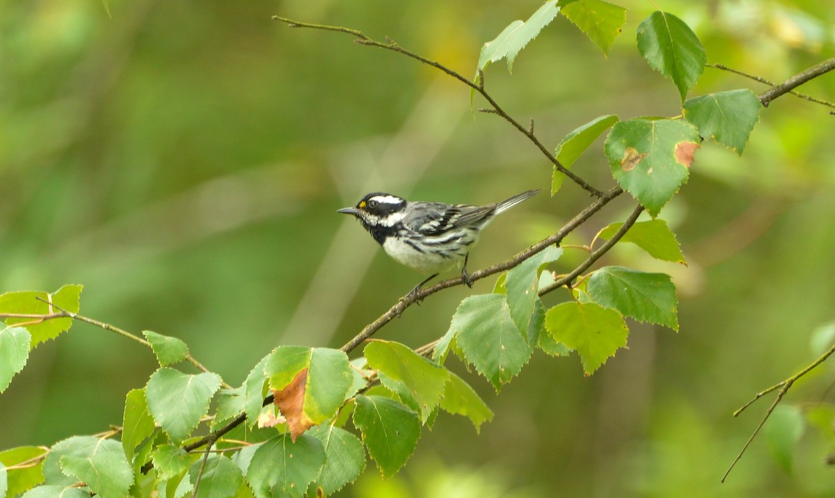 Black-throated Gray Warbler - Sam MacTavish