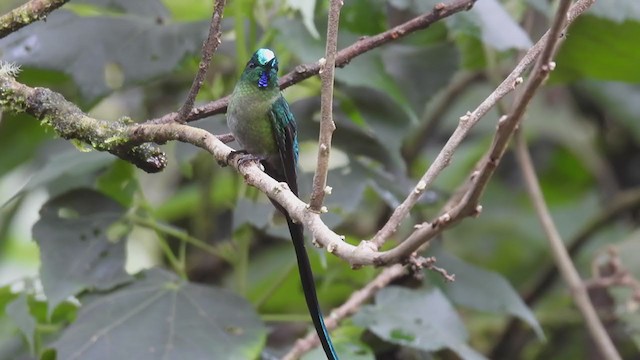 Long-tailed Sylph - ML312617141