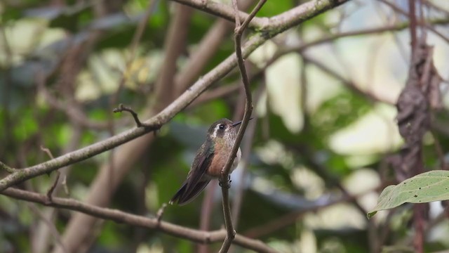 Speckled Hummingbird - ML312617351