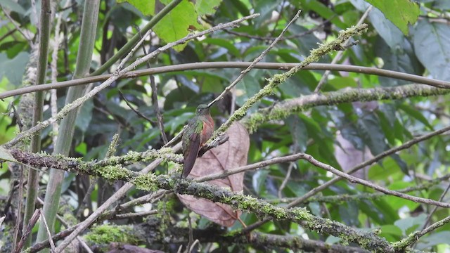 kolibřík peruánský - ML312617491