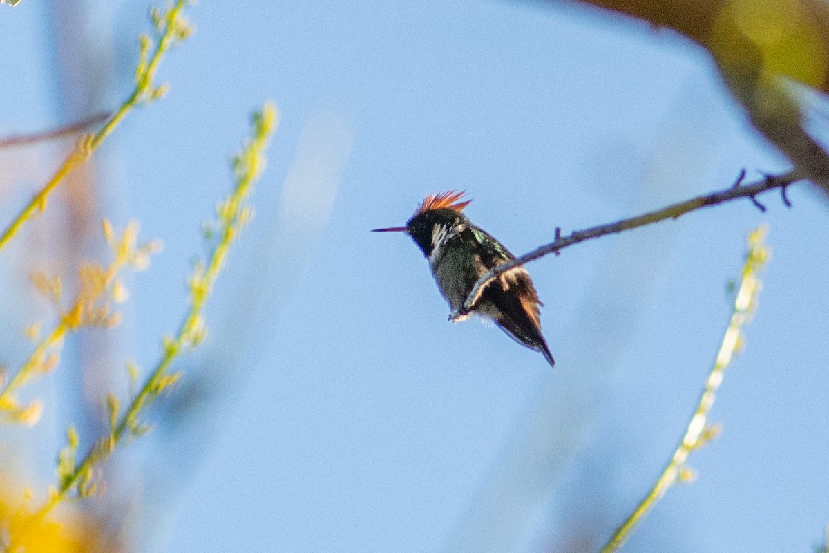 Frilled Coquette - ML312621361