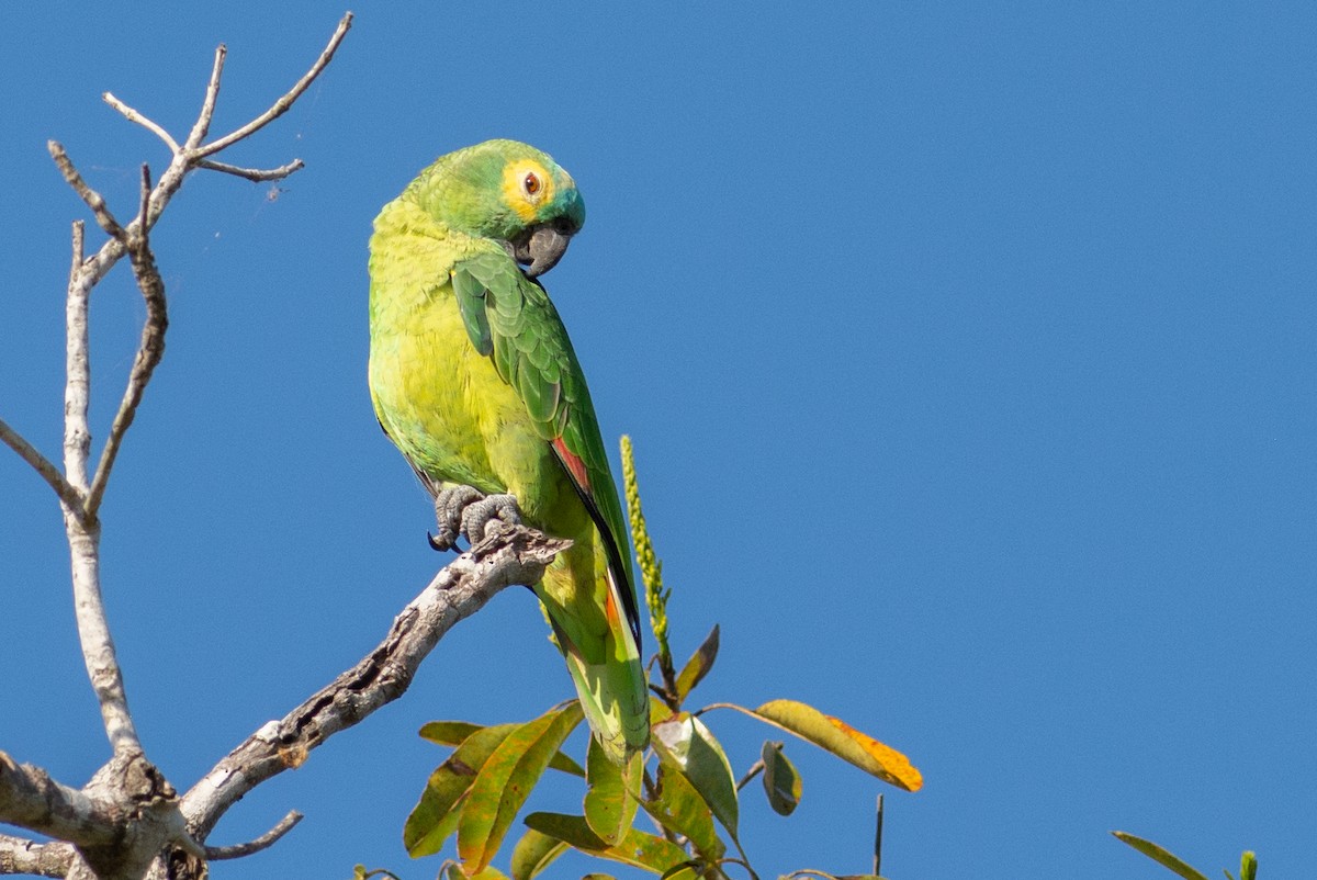 Turquoise-fronted Parrot - ML312621441