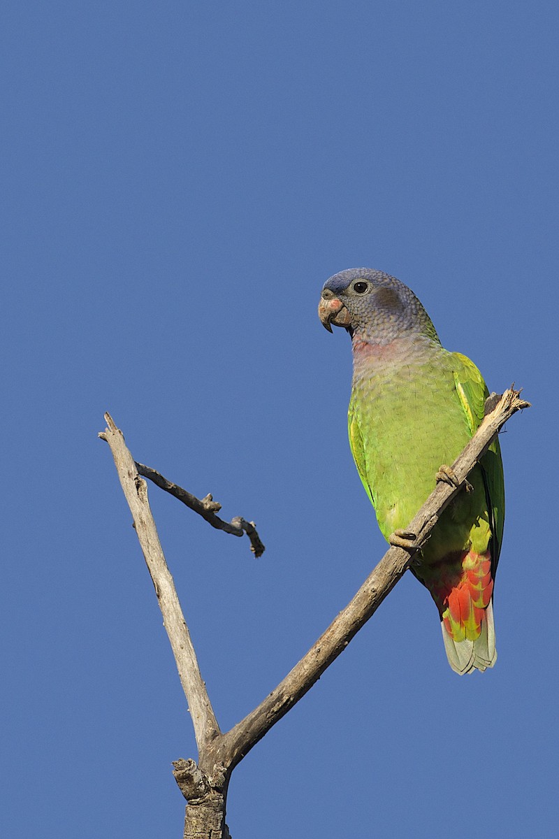 Blue-headed Parrot - Daniel Field