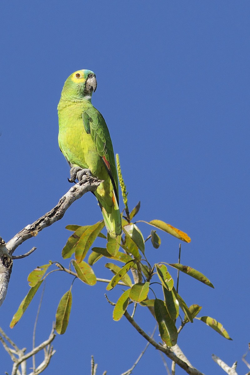 Turquoise-fronted Parrot - ML312621791