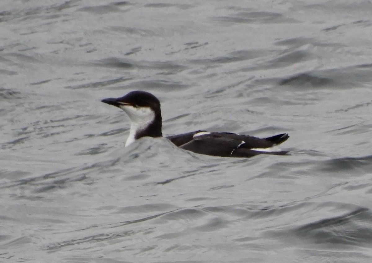 Thick-billed Murre - ML312622831