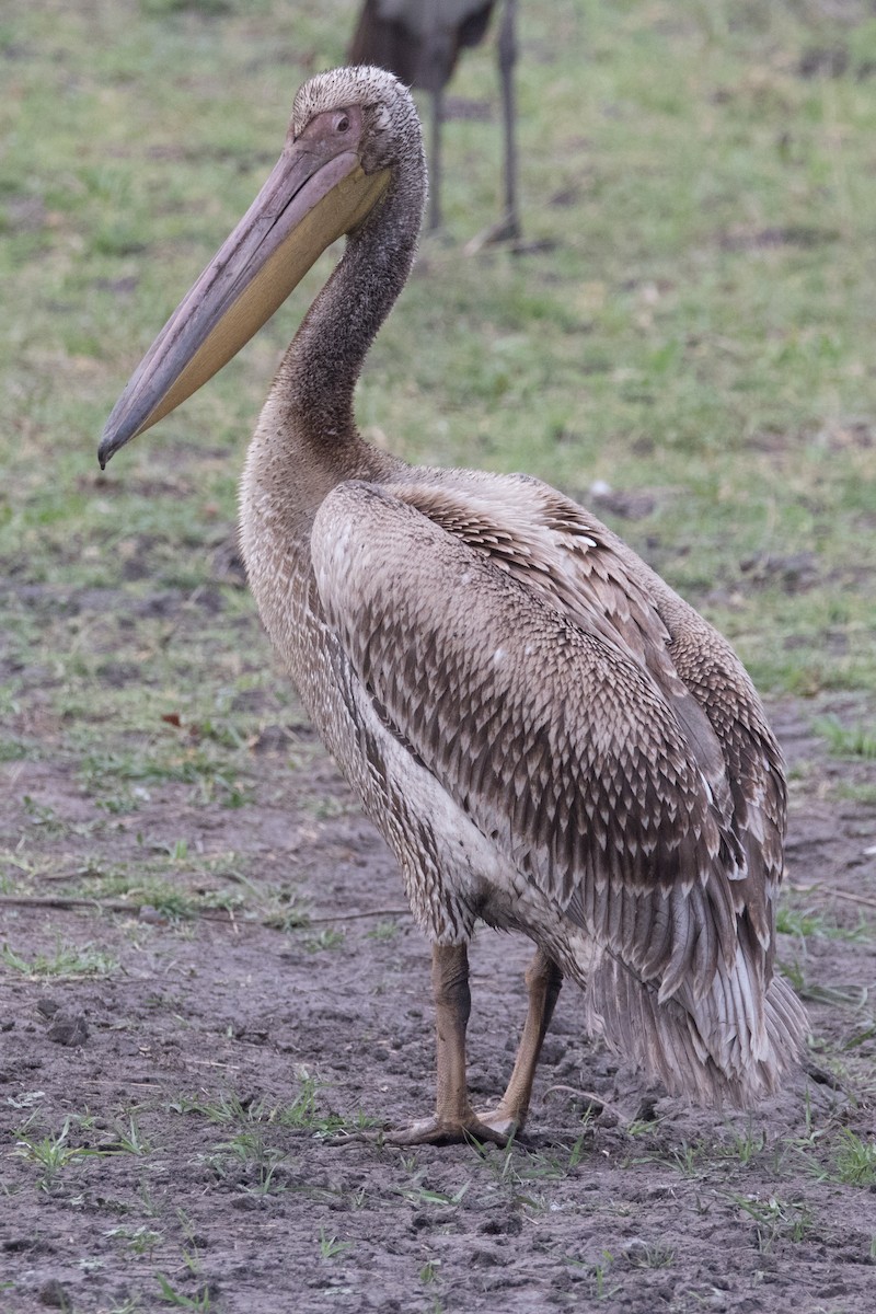 Pink-backed Pelican - ML312623561