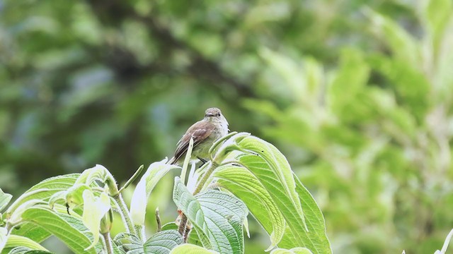 Olive-chested Flycatcher - ML312626571