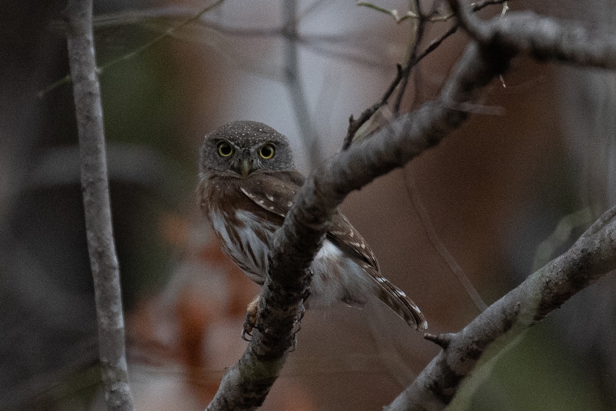 Colima Pygmy-Owl - ML312631441
