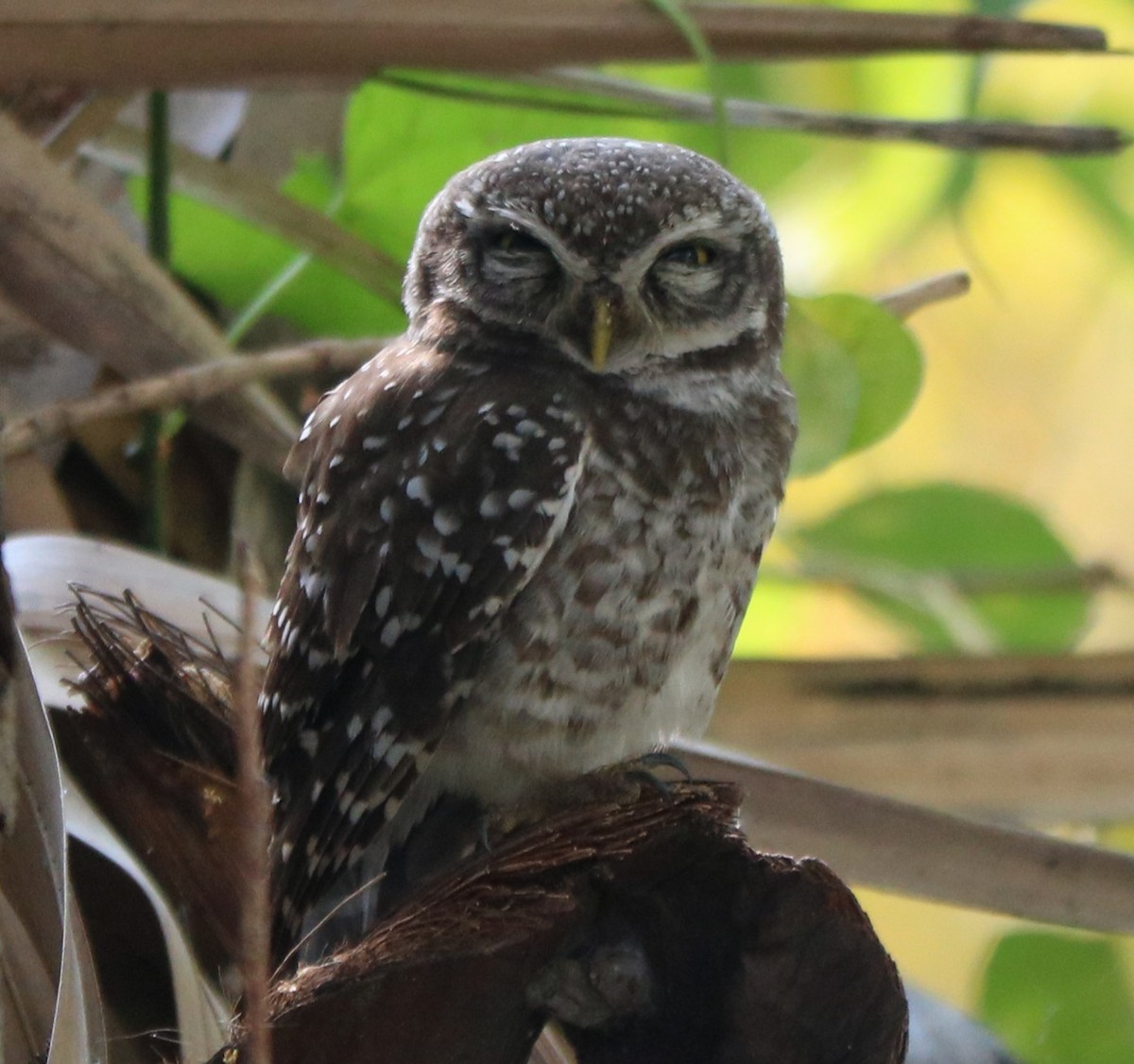 Spotted Owlet - Elavarasan M