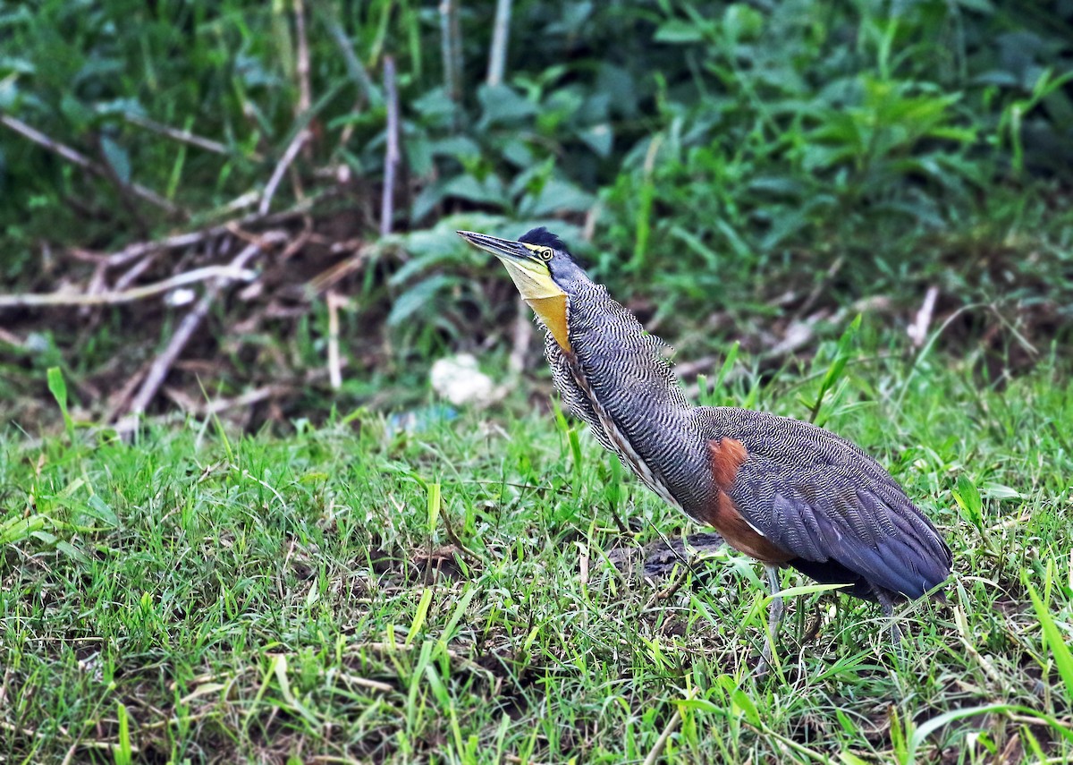 Bare-throated Tiger-Heron - Andrew Spencer