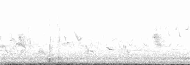 White Wagtail - ML312641321