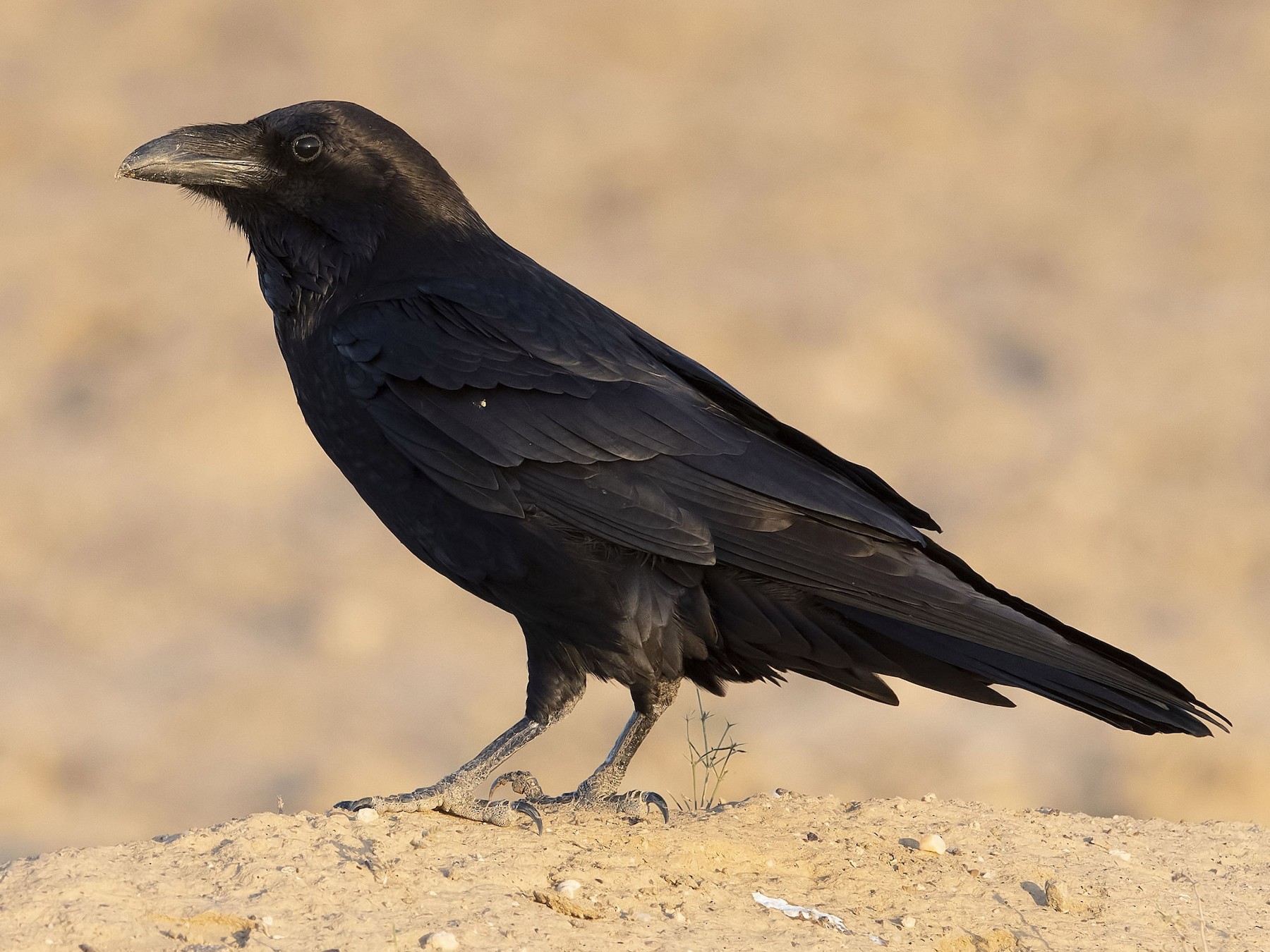 Le grand corbeau à la reconquête de la Bretagne - Eco-Bretons