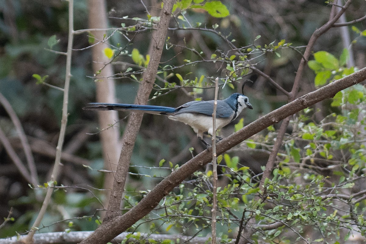 White-throated Magpie-Jay - ML312647861