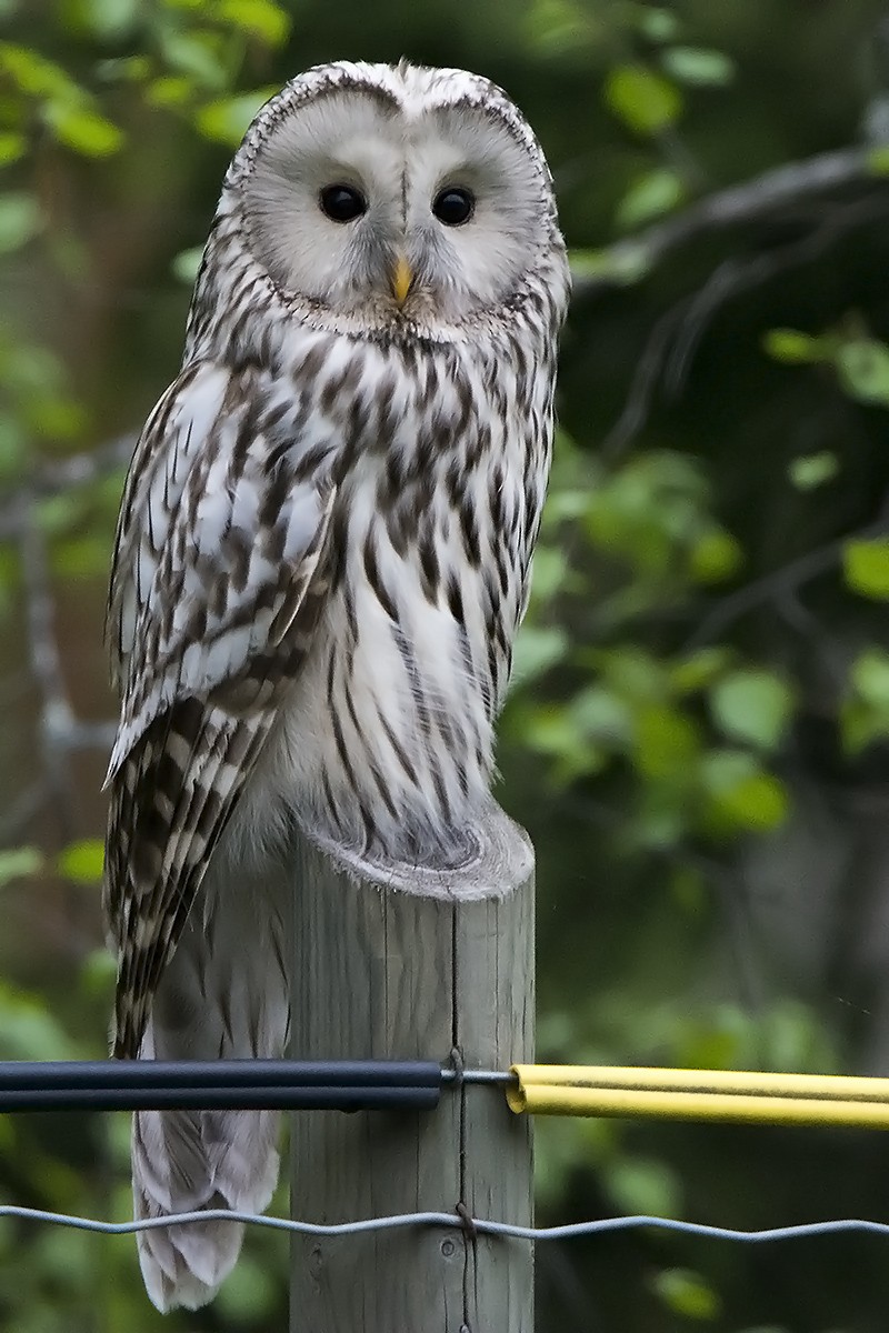 Ural Owl - Miguel Rouco