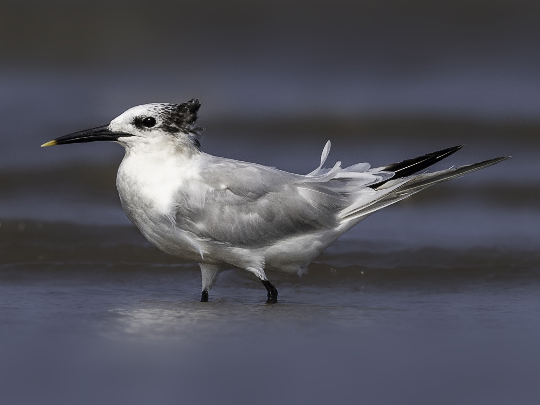 Sandwich Tern - Sriram Reddy