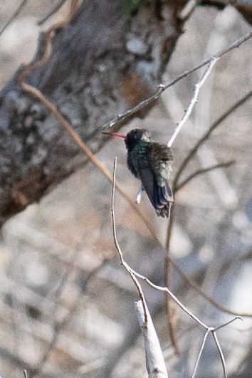 Turquoise-crowned Hummingbird - ML312652461
