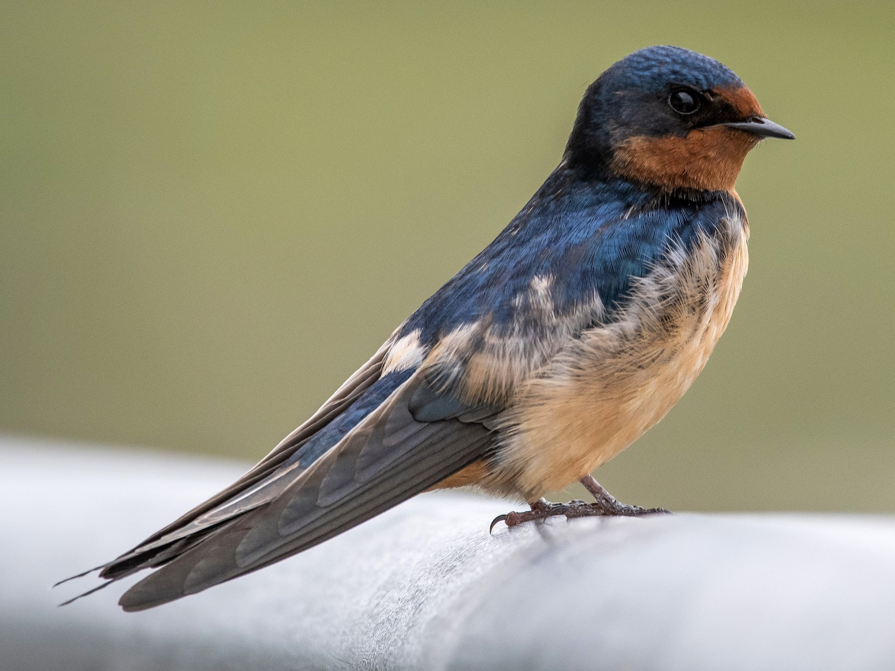 Discover the Extraordinary Life of the Barn Swallow: Beauty and Grace ...