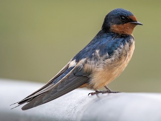  - Barn Swallow