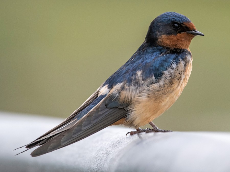 Blue-and-white Swallow - eBird