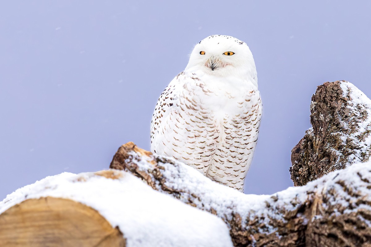 Snowy Owl - ML312653391
