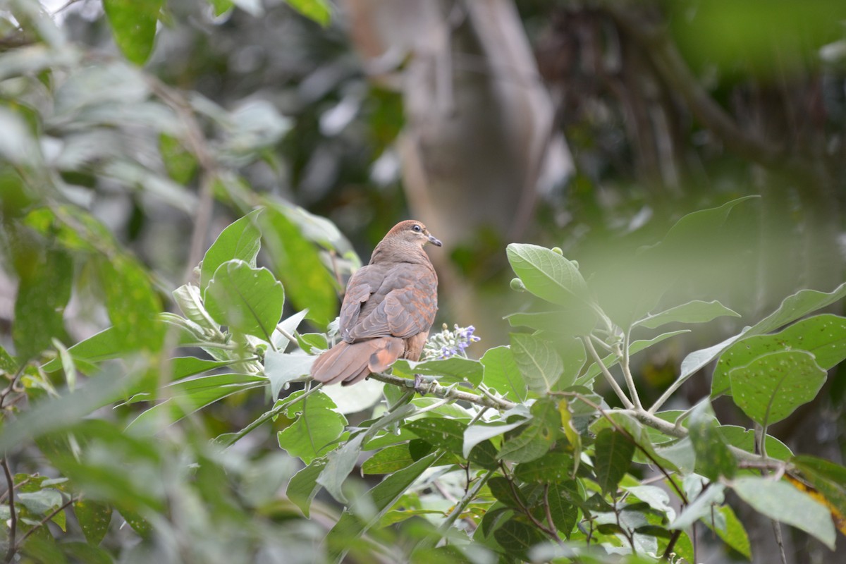 Brown Cuckoo-Dove - David King