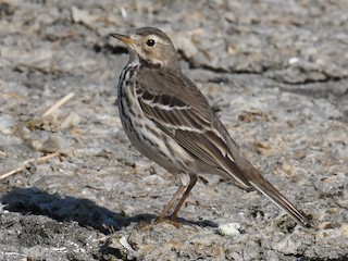  - American Pipit (japonicus)