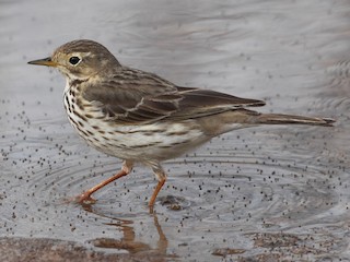 - American Pipit (japonicus)