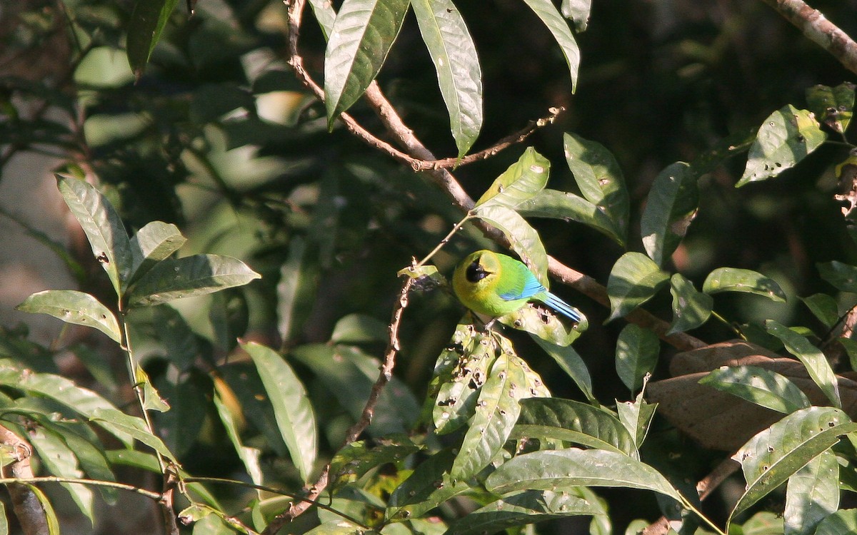 Blue-winged Leafbird - ML312661081