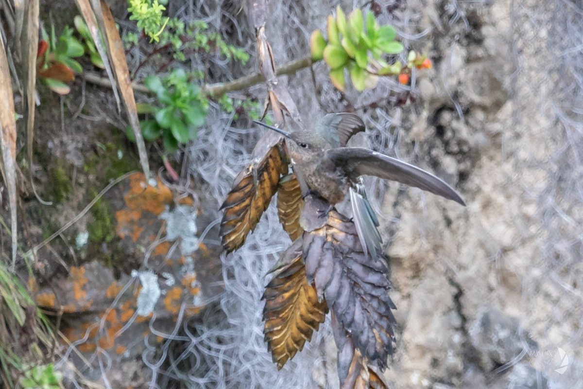 Giant Hummingbird - Birds Colombia Experience