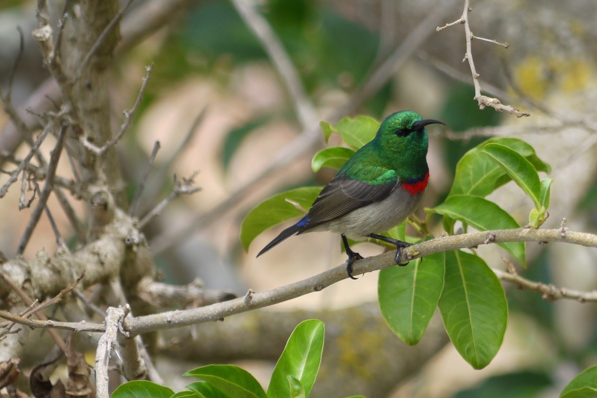 Southern Double-collared Sunbird - ML312663081