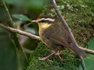  - Yellow-browed Oxylabes