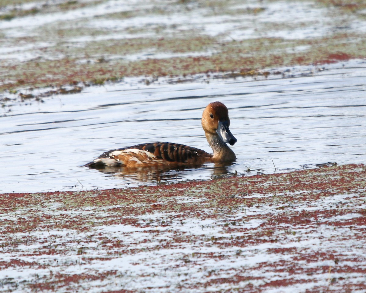 Fulvous Whistling-Duck - ML312665321