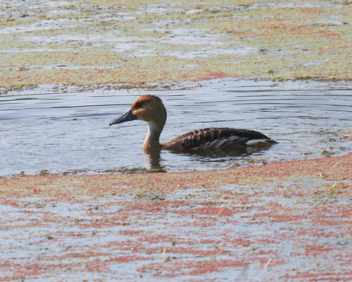 Fulvous Whistling-Duck - ML312665341